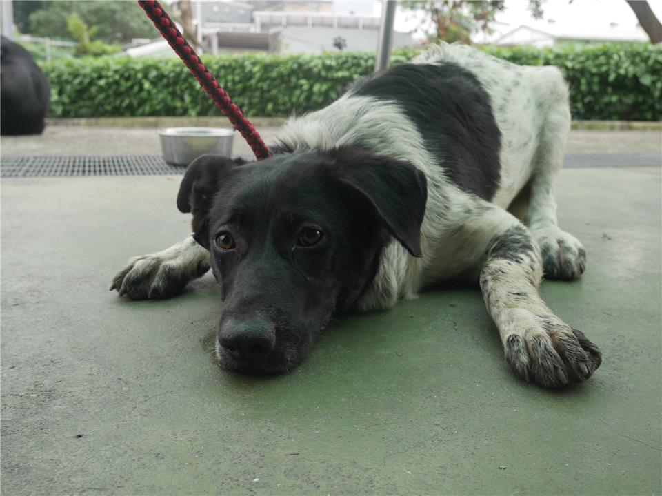 【新北市】板橋區公立動物之家開放領養資訊:黑白色公狗