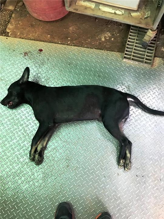 【新竹縣】公立動物收容所開放領養資訊:黑色公狗