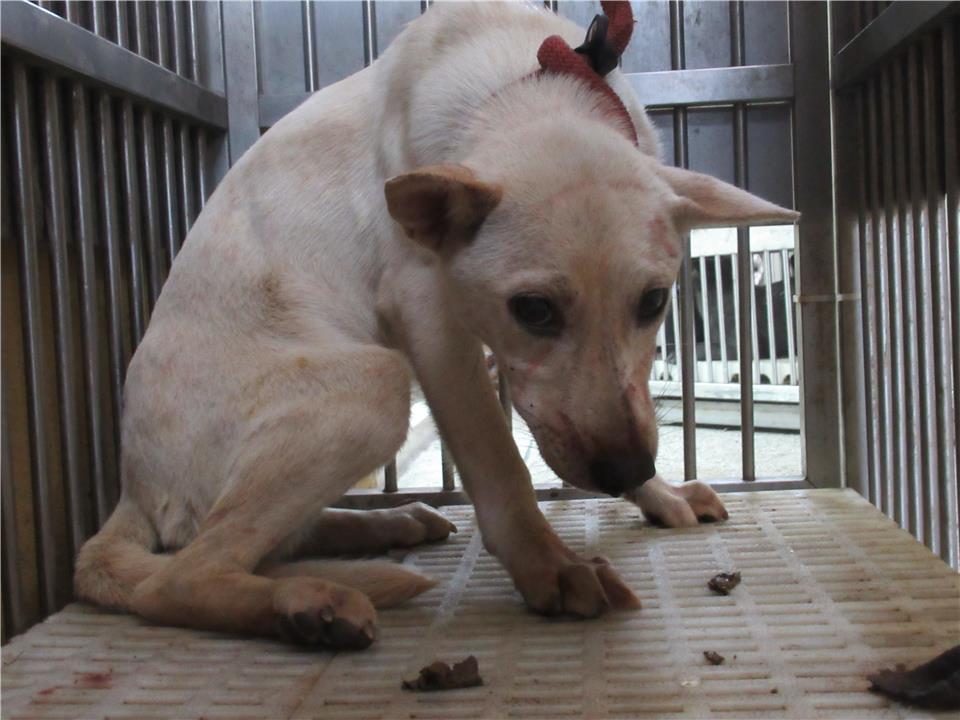 【新竹市】動物保護教育園區開放領養資訊:白色母狗