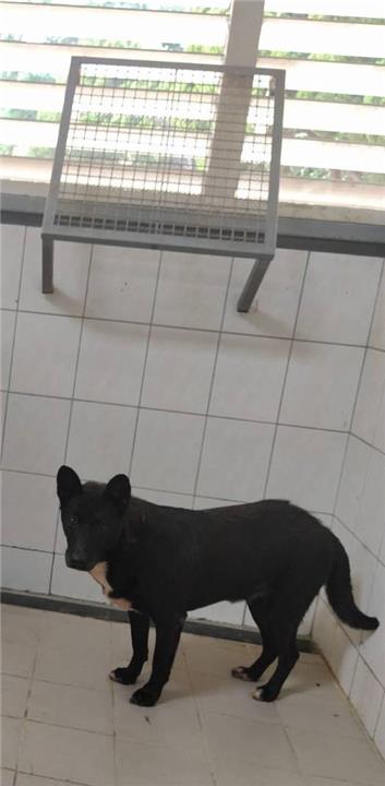 【連江縣】流浪犬收容中心開放領養資訊:黑色母狗