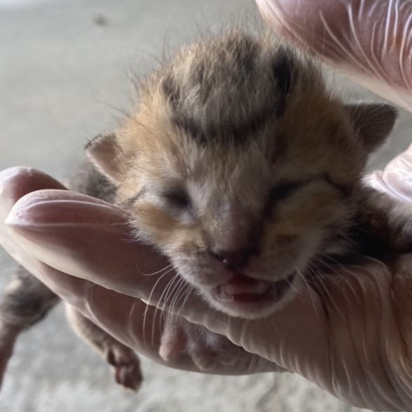 【桃園市】動物保護教育園區開放領養資訊:虎斑色公貓