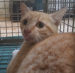 【臺中市】動物之家南屯園區開放領養資訊:黃色母貓