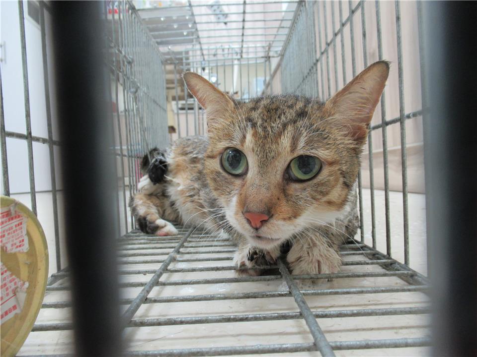 【新竹市】動物保護教育園區開放領養資訊:虎斑色母貓