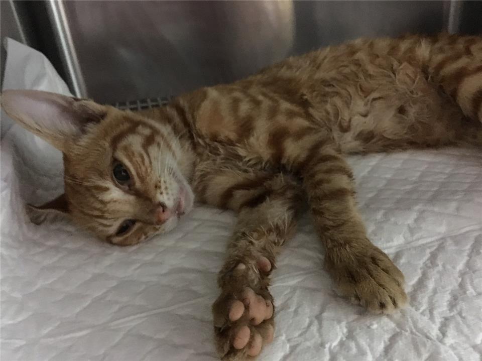 【新北市】政府動物保護防疫處開放領養資訊:黃虎斑色未知貓