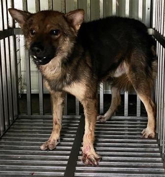 【基隆市】寵物銀行開放領養資訊:棕黑色公狗