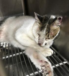【新北市】政府動物保護防疫處開放領養資訊:黃白色未知貓