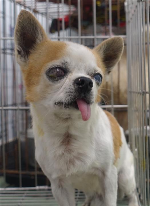 【臺南市】動物之家善化站開放領養資訊:黃白色公狗