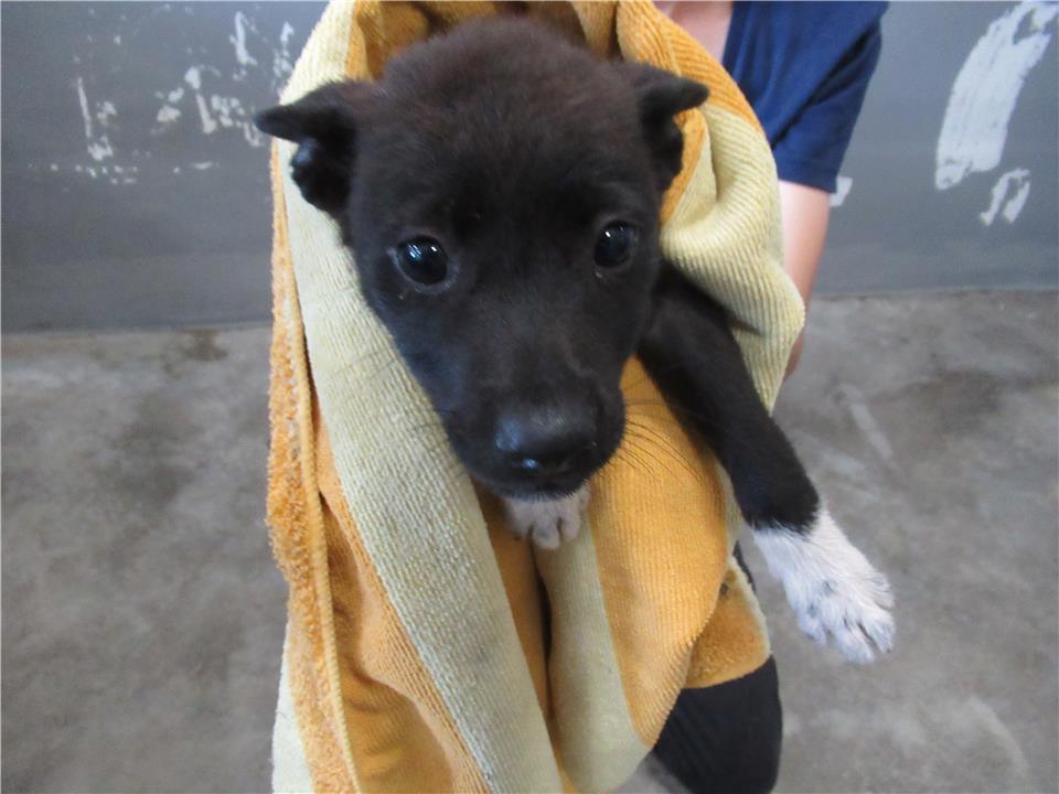 【新竹市】動物保護教育園區開放領養資訊:黑色未知狗