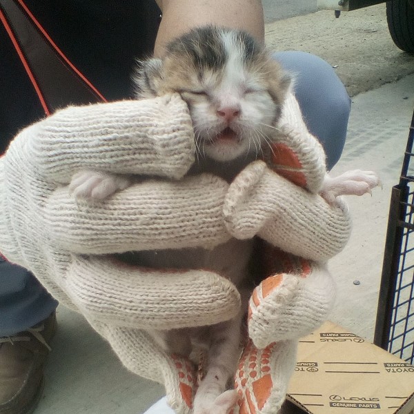 【桃園市】動物保護教育園區開放領養資訊:咖啡棕色公貓