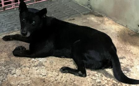 【基隆市】寵物銀行開放領養資訊:黑色母狗