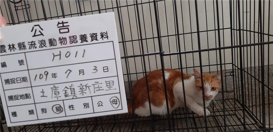 【雲林縣】流浪動物收容所開放領養資訊:黃白色母貓