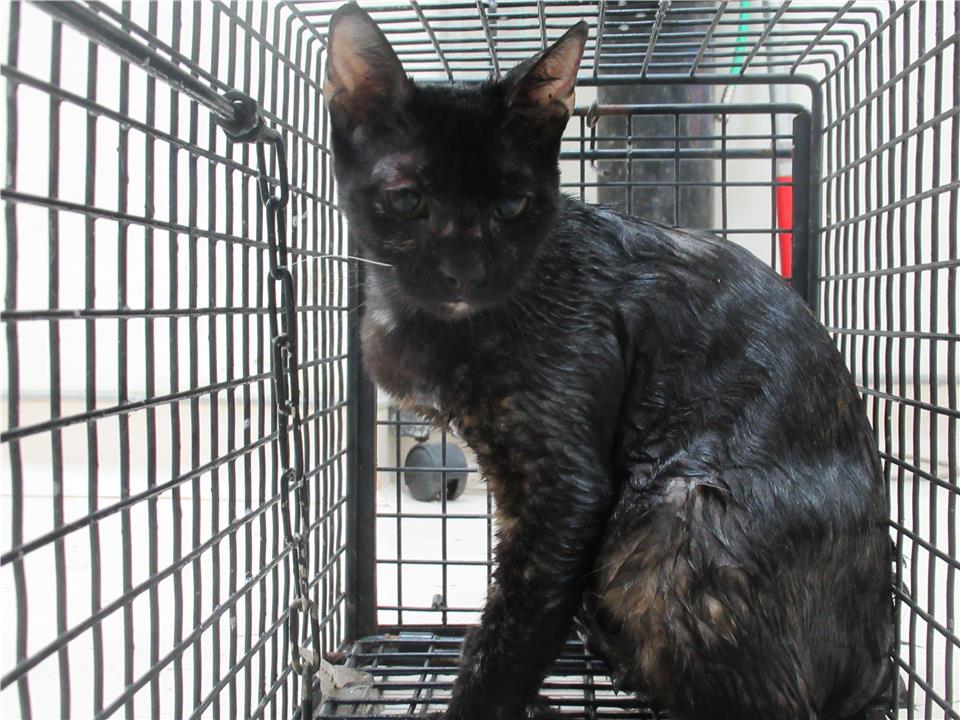 【新竹市】動物保護教育園區開放領養資訊:黑色母貓