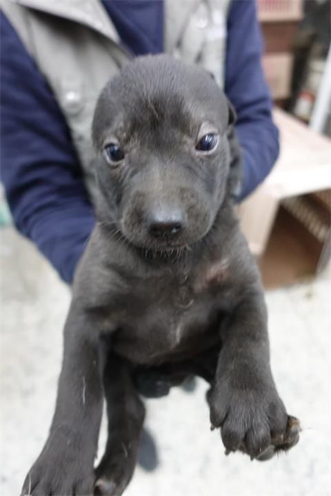 【宜蘭縣】流浪動物中途之家開放領養資訊:黑色母狗
