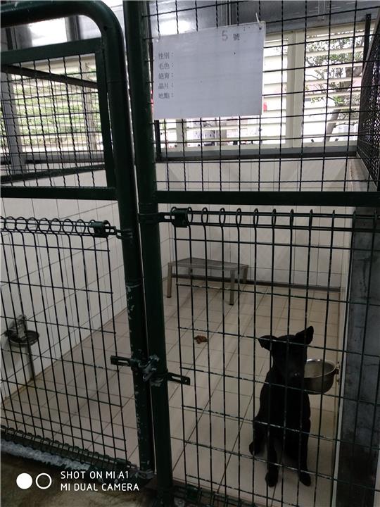 【連江縣】流浪犬收容中心開放領養資訊:黑色未知狗