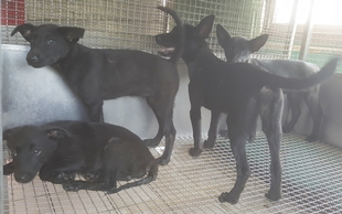 【臺中市】動物之家南屯園區開放領養資訊:黑色母狗