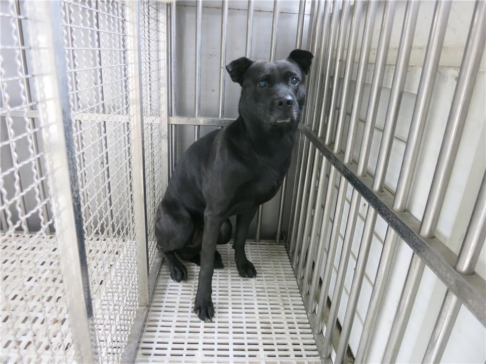 【南投縣】公立動物收容所開放領養資訊:黑色公狗