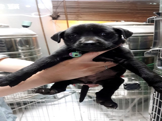 【桃園市】動物保護教育園區開放領養資訊:黑色母狗