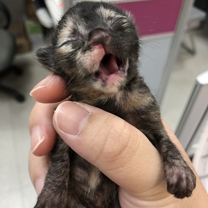 【桃園市】動物保護教育園區開放領養資訊:黑棕色母貓