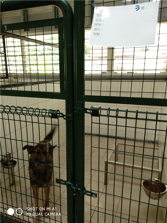 【連江縣】流浪犬收容中心開放領養資訊:黑黃色母狗