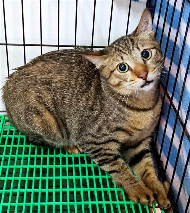 【基隆市】寵物銀行開放領養資訊:虎斑色母貓