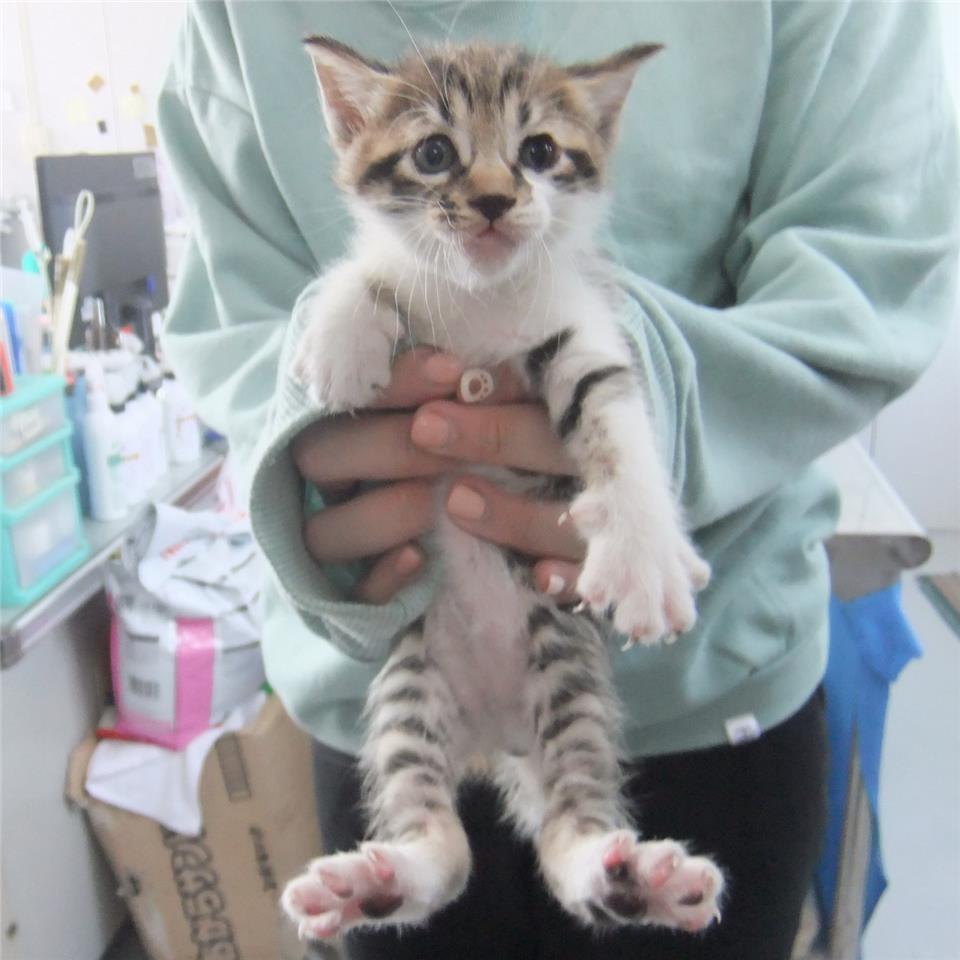 【新北市】板橋區公立動物之家開放領養資訊:虎斑白色母貓
