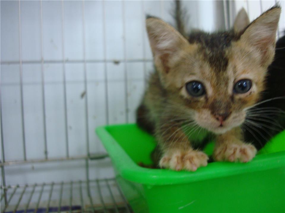 【新北市】板橋區公立動物之家開放領養資訊:虎斑色母貓