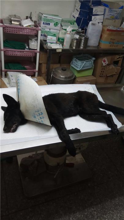 【新竹縣】公立動物收容所開放領養資訊:黑色未知狗