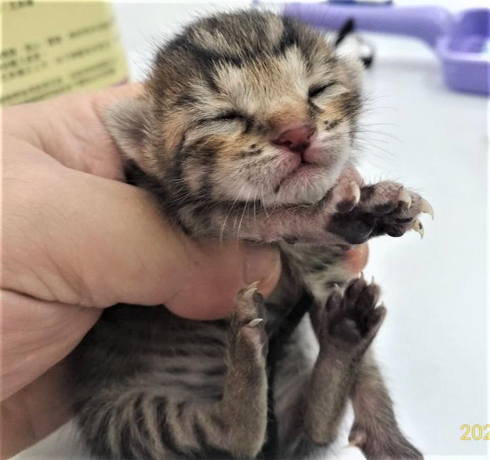 【基隆市】寵物銀行開放領養資訊:虎斑色公貓