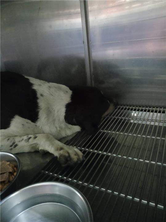 【新北市】政府動物保護防疫處開放領養資訊:咖啡白色公狗