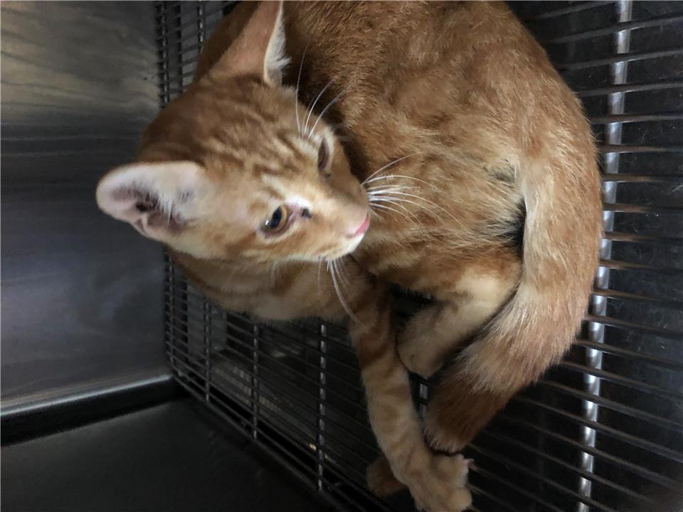 【新北市】政府動物保護防疫處開放領養資訊:黃色未知貓