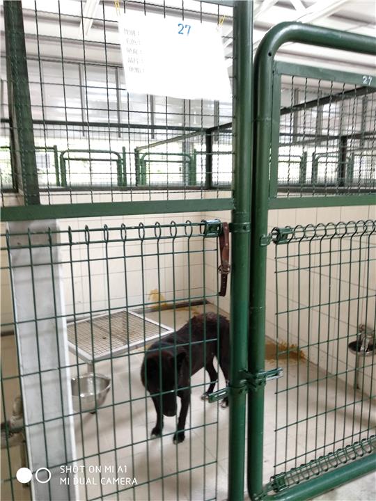 【連江縣】流浪犬收容中心開放領養資訊:黑色公狗