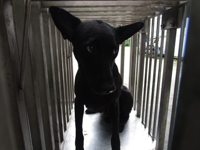 【嘉義縣】流浪犬中途之家開放領養資訊:黑色母狗