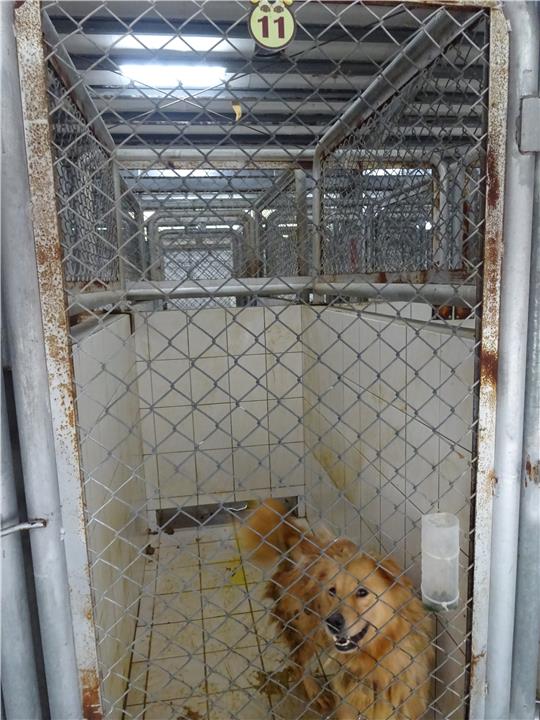 【連江縣】流浪犬收容中心開放領養資訊:棕色母狗