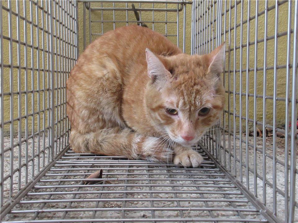 【新竹市】動物保護教育園區開放領養資訊:黃色公貓