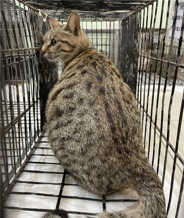 【金門縣】動物收容中心開放領養資訊:虎斑色母貓