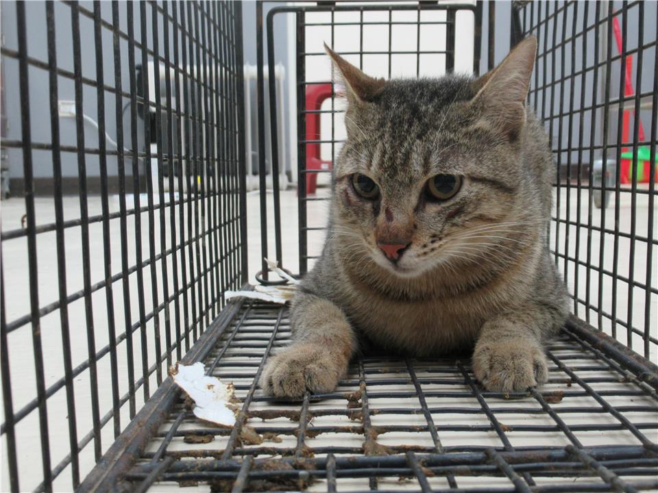 【新竹市】動物保護教育園區開放領養資訊:虎斑色公貓