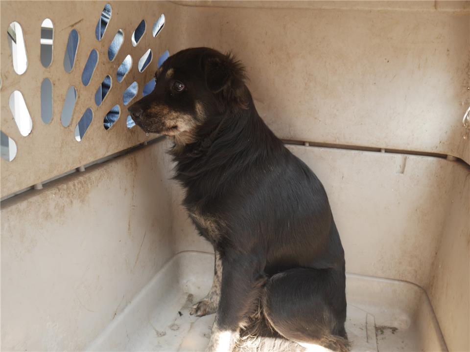 【新北市】政府動物保護防疫處開放領養資訊:黑黃色母狗
