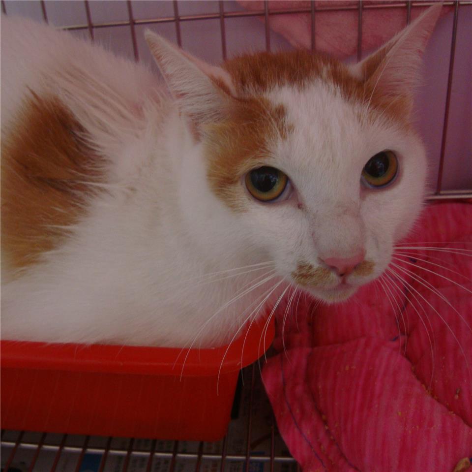 【新北市】板橋區公立動物之家開放領養資訊:黃白色公貓