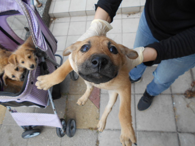 【桃園市】動物保護教育園區開放領養資訊:黃色母狗