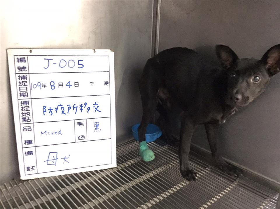 【雲林縣】流浪動物收容所開放領養資訊:黑色母狗