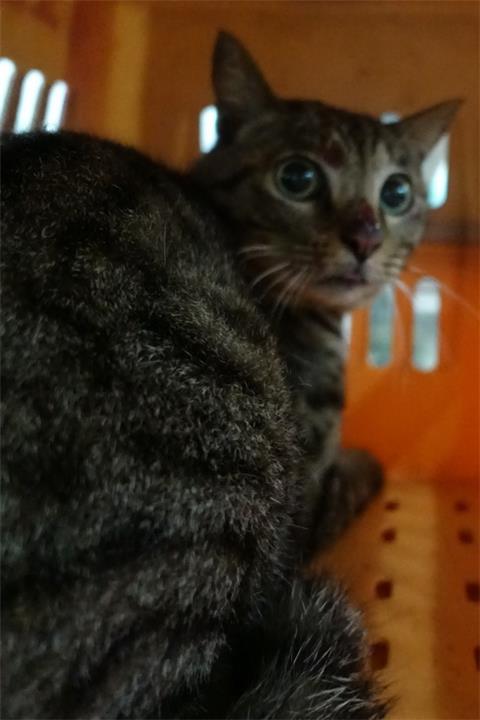 【宜蘭縣】流浪動物中途之家開放領養資訊:虎斑色母貓