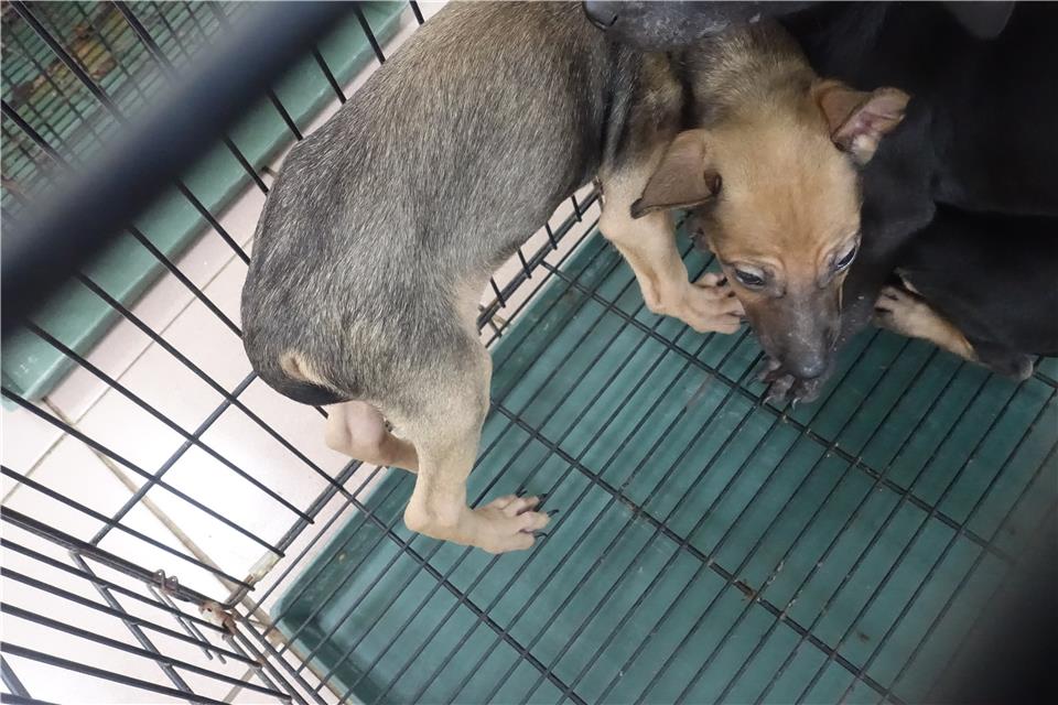 【臺南市】動物之家善化站開放領養資訊:黑黃色母狗