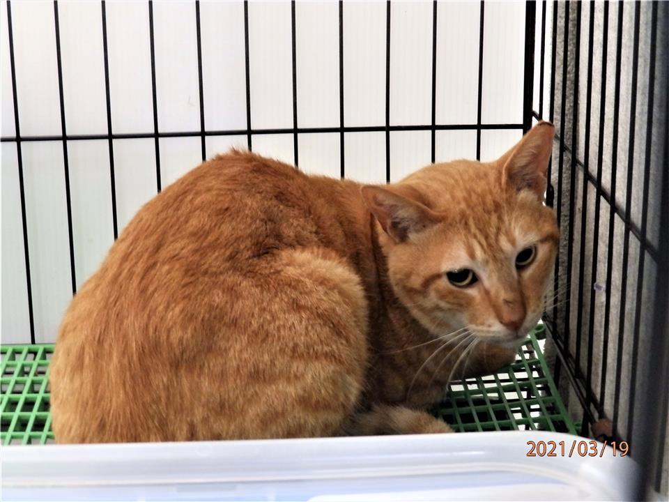 【基隆市】寵物銀行開放領養資訊:黃色公貓
