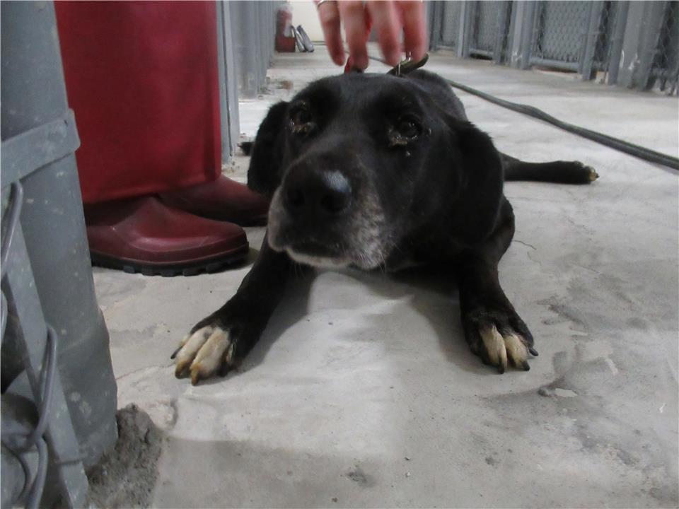 【新竹市】動物保護教育園區開放領養資訊:黑色公狗