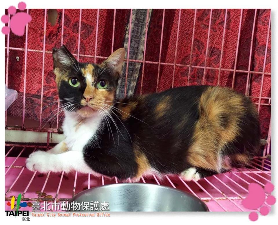 【臺北市】動物之家開放領養資訊:三花色母貓