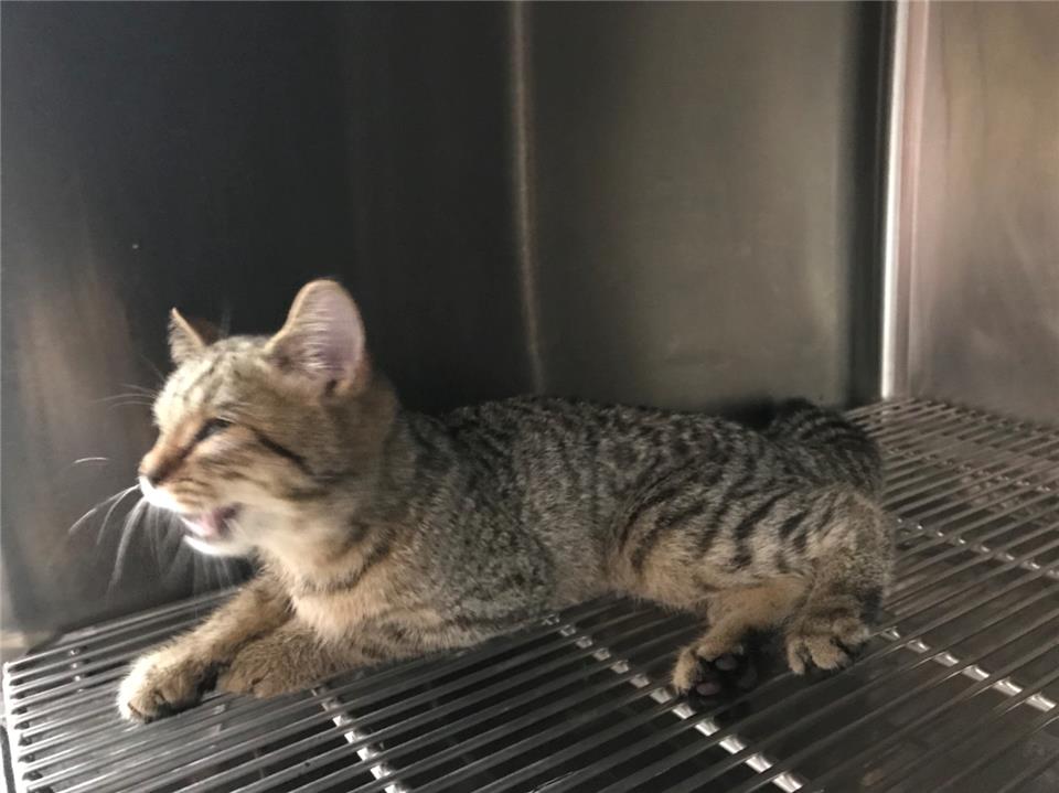 【新北市】政府動物保護防疫處開放領養資訊:虎斑色未知貓