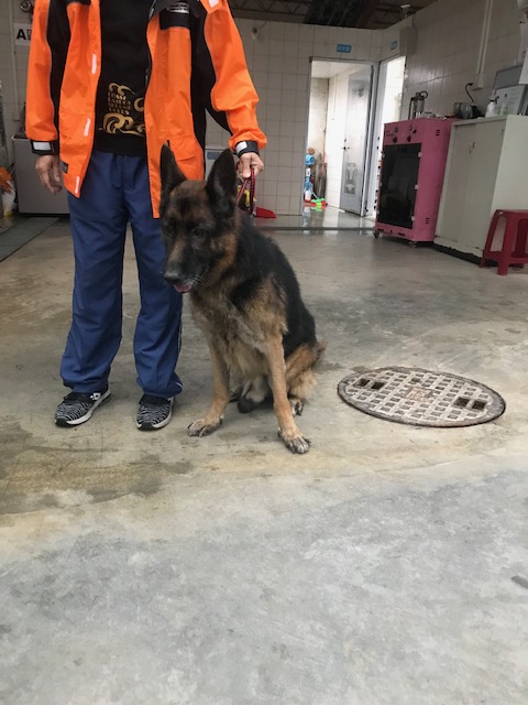 【新北市】政府動物保護防疫處開放領養資訊:黑黃色公狗