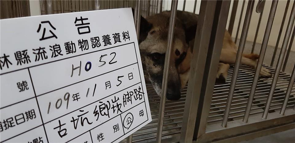 【雲林縣】流浪動物收容所開放領養資訊:棕灰色公狗