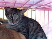【臺北市】動物之家開放領養資訊:虎斑色母貓