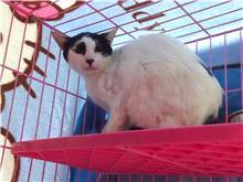 【臺北市】動物之家開放領養資訊:黑白色公貓